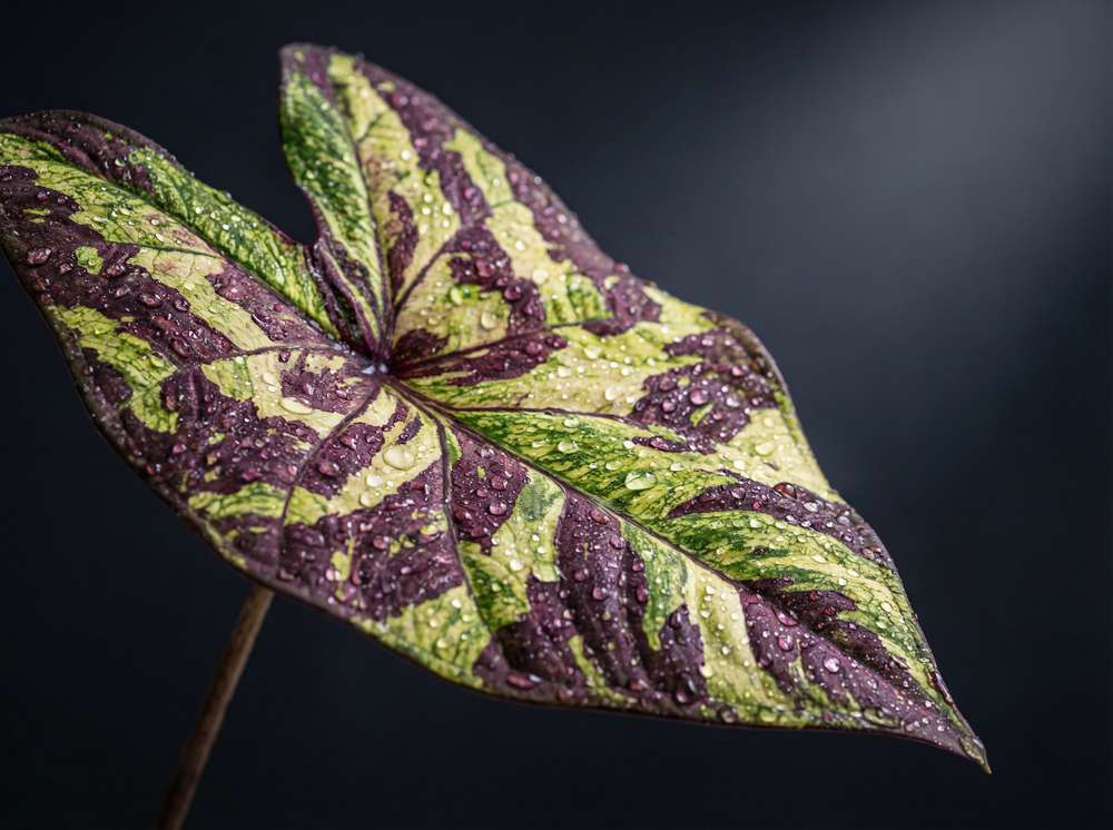 香蕉视频植物测评视频