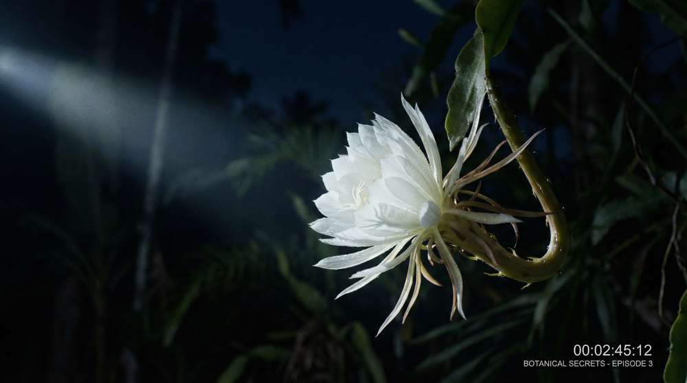 香蕉视频植物视频-夜间开花延时摄影